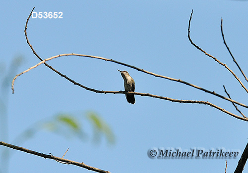 Vervain Hummingbird (Mellisuga minima)